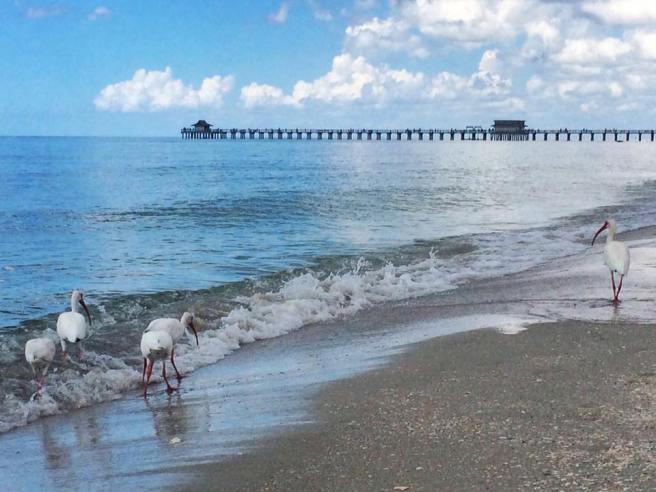 14641980_10153767002940583_3030487486004509603_n