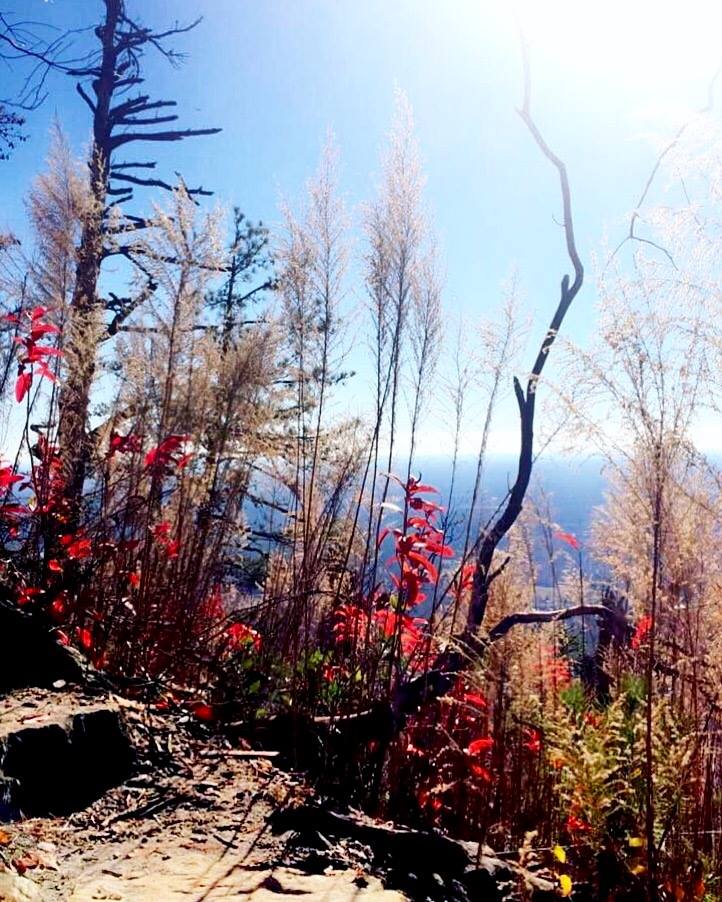 15350538_10153920784730583_679399137319546572_n